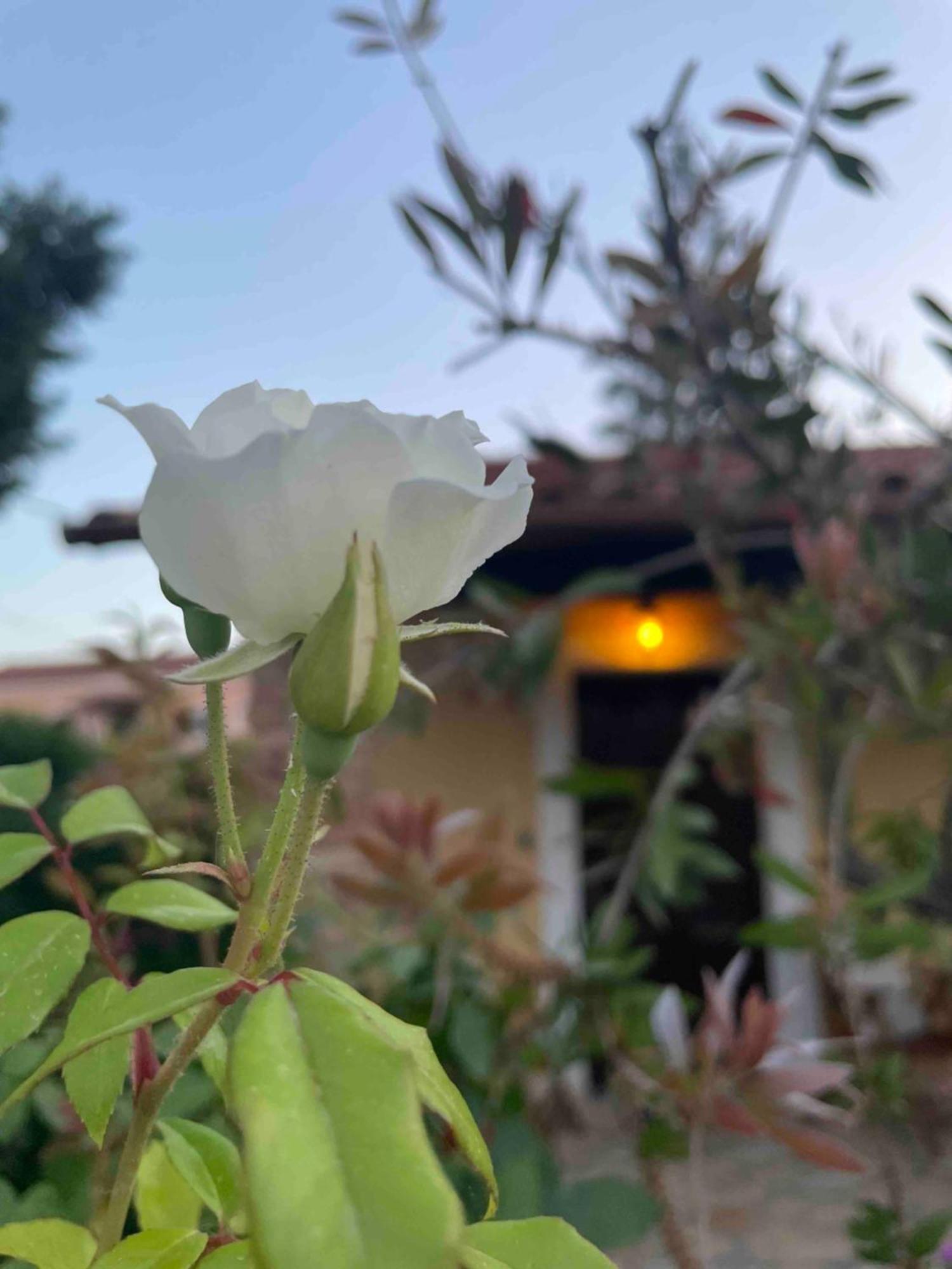 Villa Tina Country Beach Apartments Acharavi  Rum bild