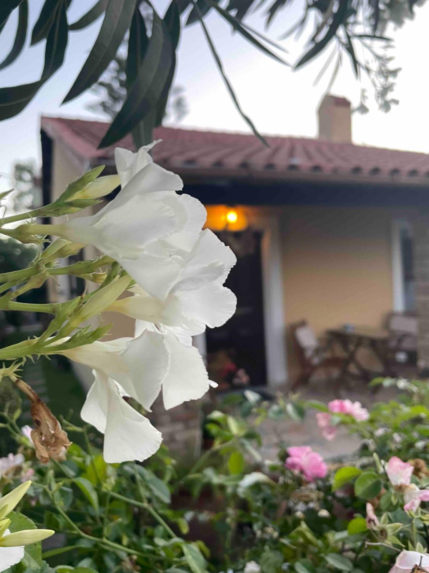 Villa Tina Country Beach Apartments Acharavi  Rum bild